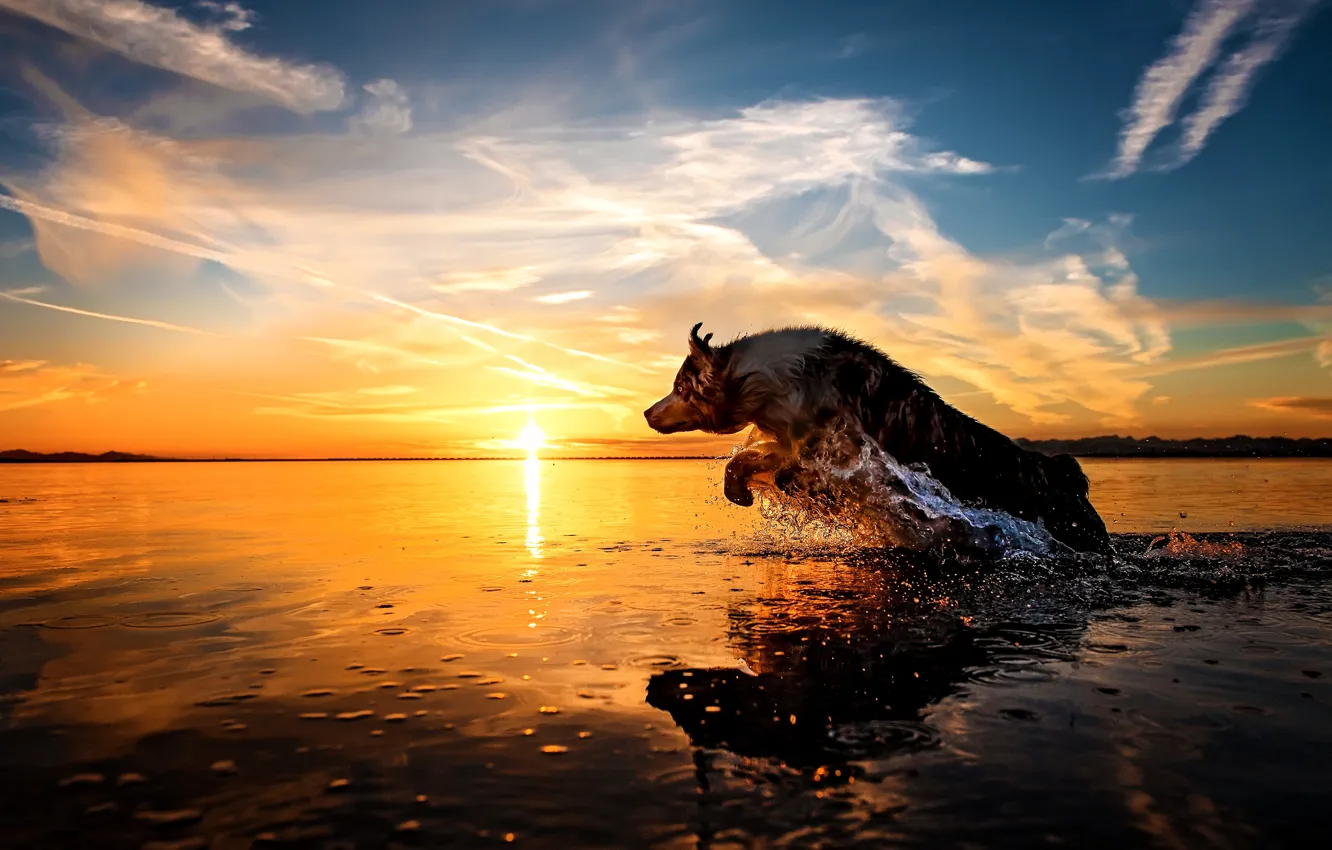 Photo wallpaper look, nature, pose, dog, face