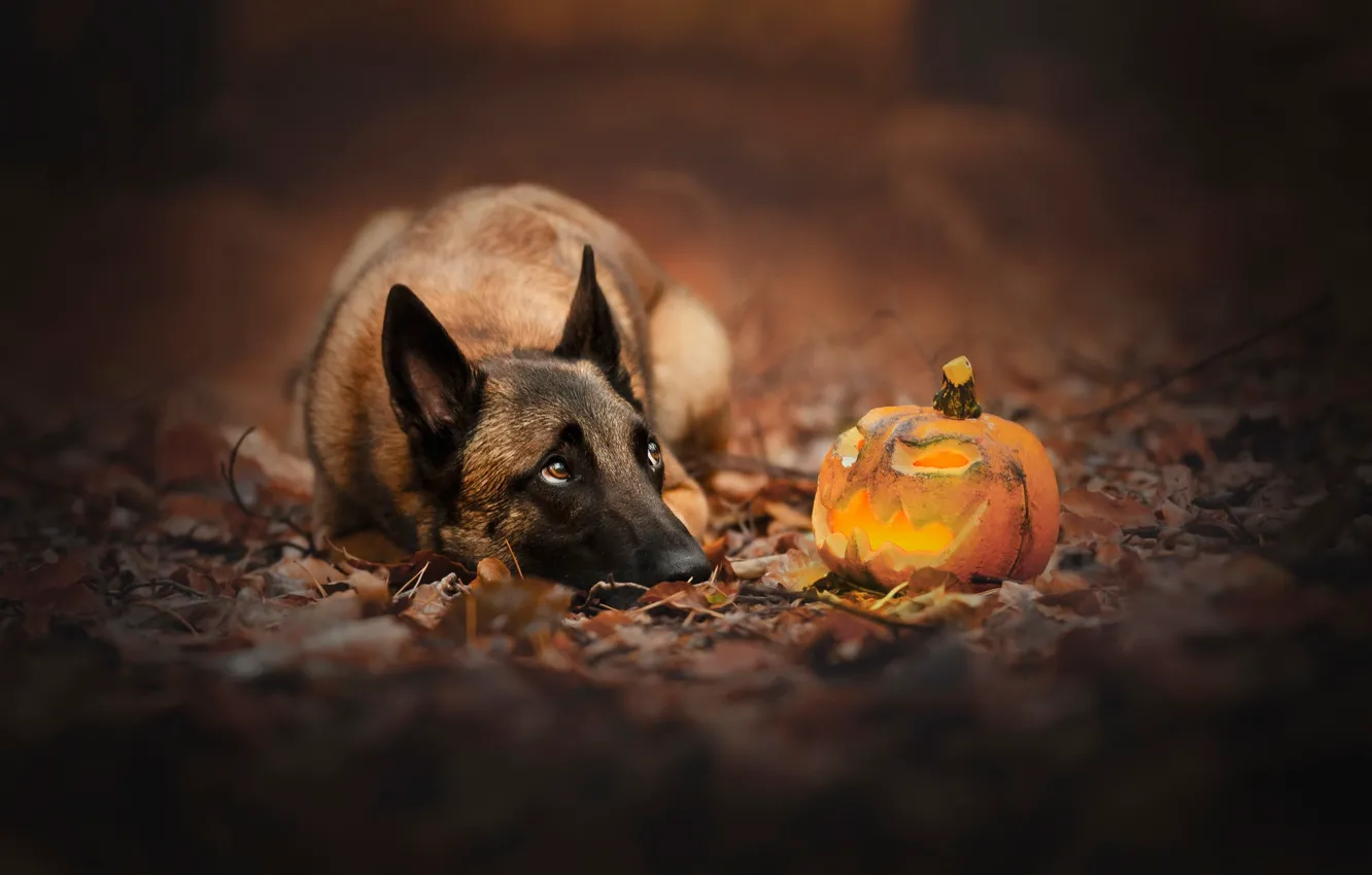 Photo wallpaper dog, pumpkin, Halloween, Jack