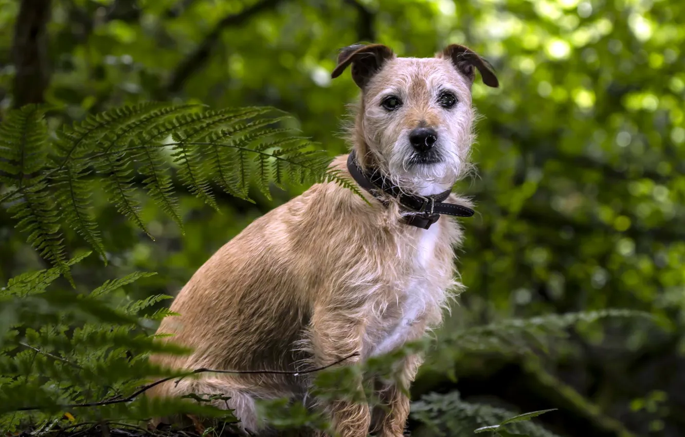 Photo wallpaper look, each, dog