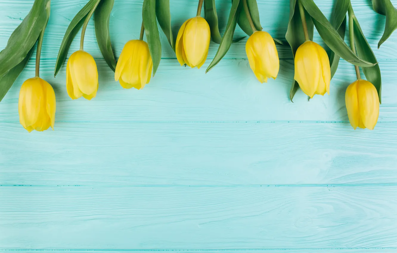 Photo wallpaper flowers, background, spring, tulips, flowers, background, tulips, spring