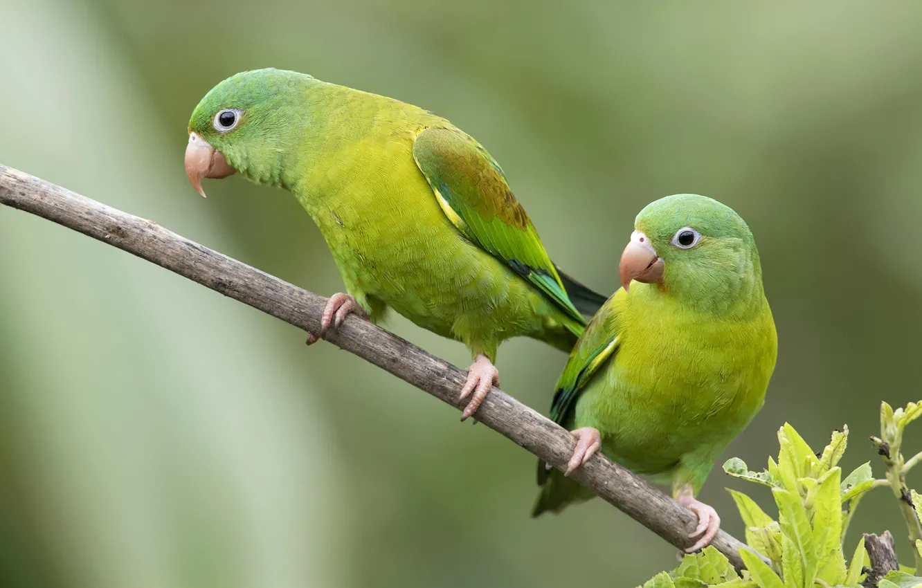 Photo wallpaper branch, green, parrots