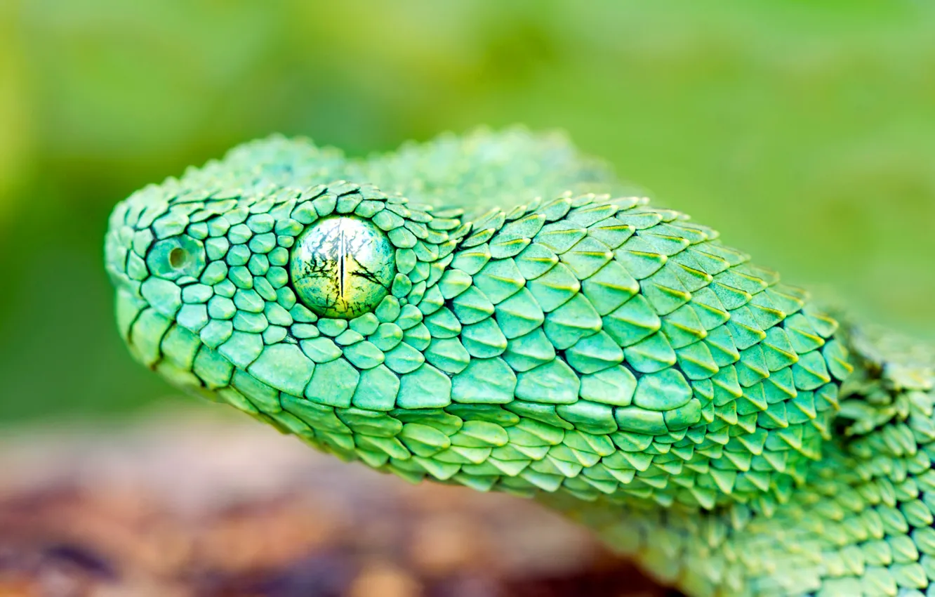 Photo wallpaper eyes, snake, head, scales, reptile