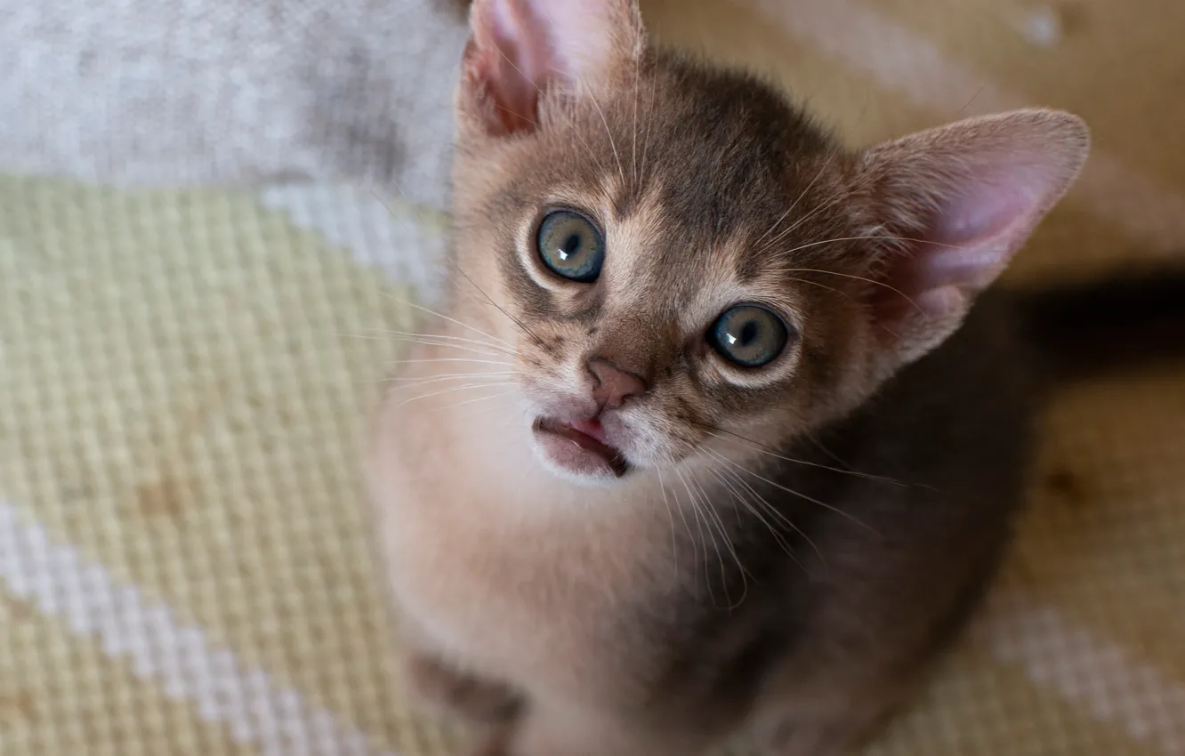 Photo wallpaper look, baby, muzzle, kitty, Abyssinian cat