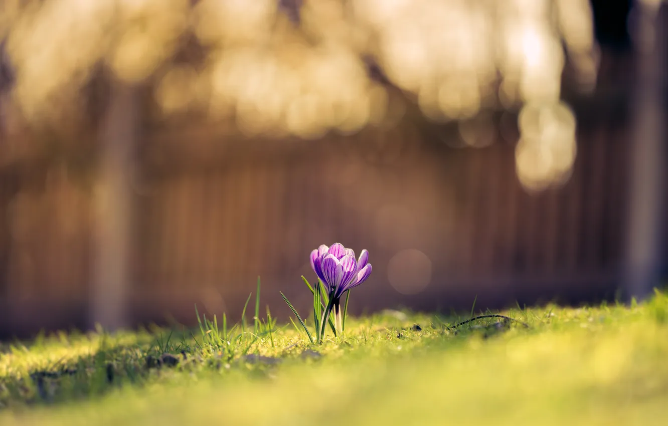 Photo wallpaper flowers, nature, Crocus