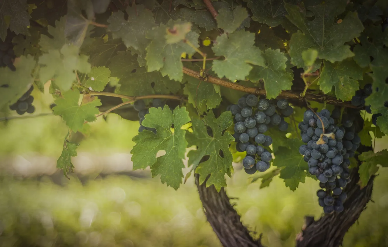 Photo wallpaper blue, green, berries, foliage, fruit, grapes, bunch, vineyard