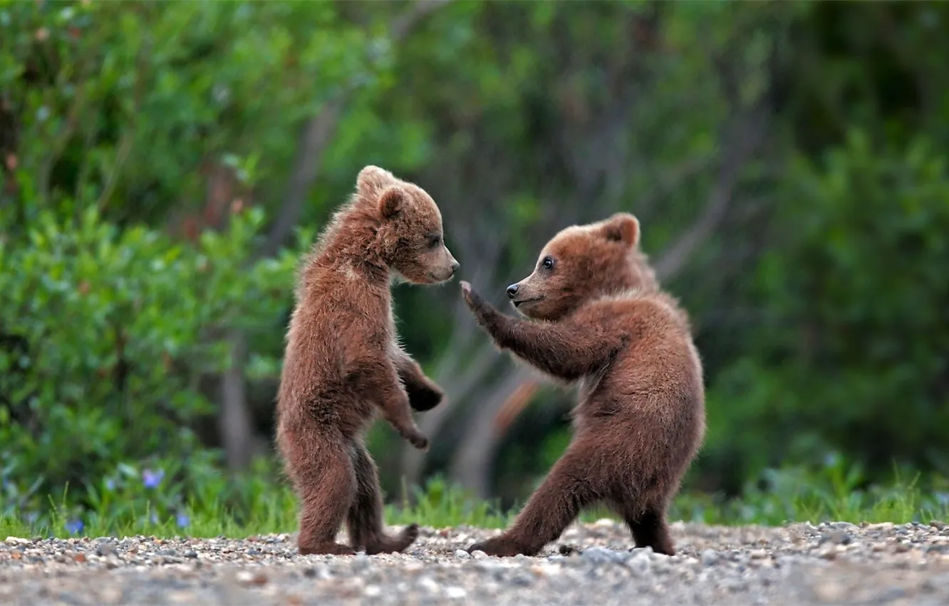 Photo wallpaper forest, bear, nature, high five, cute, bear cubs