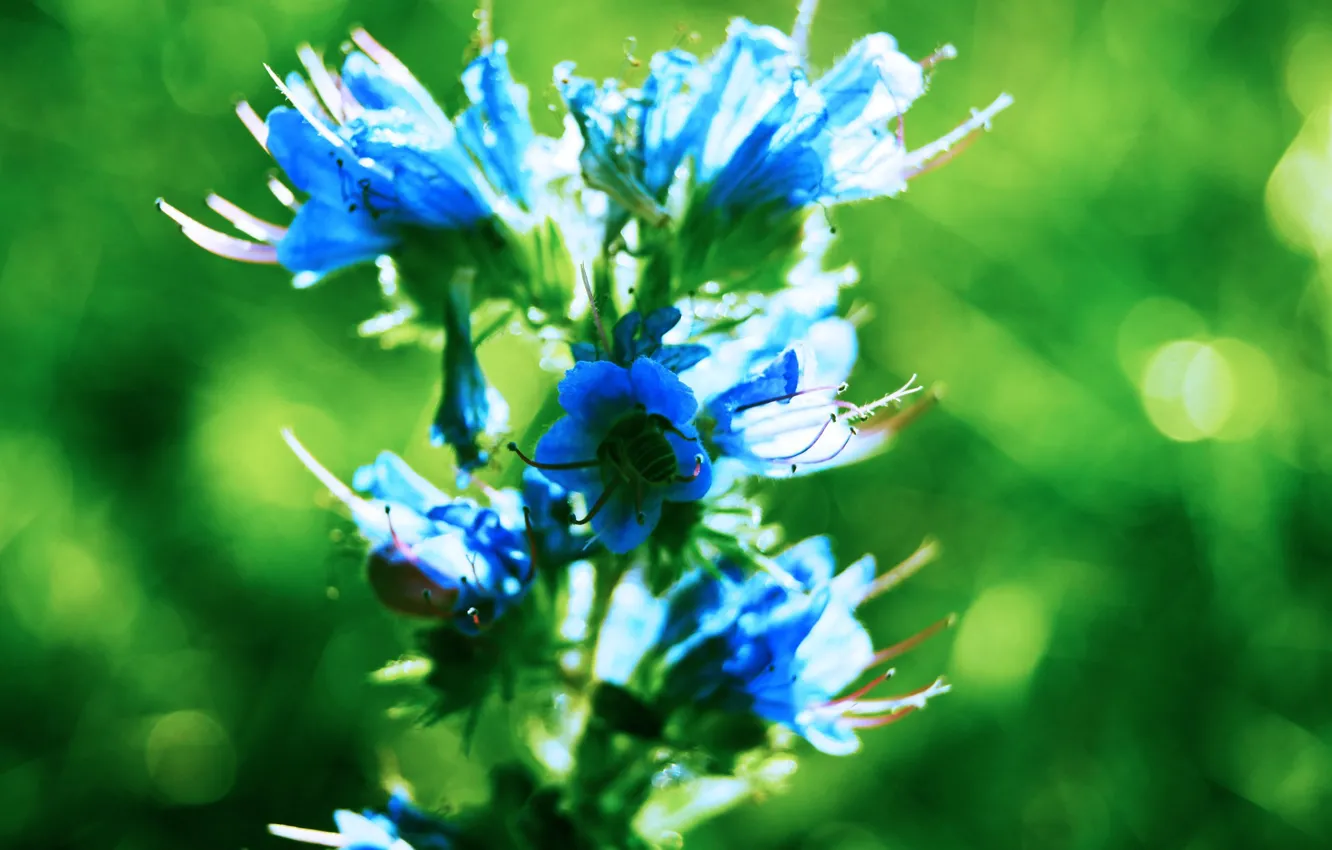 Photo wallpaper greens, flowers, bee, insect