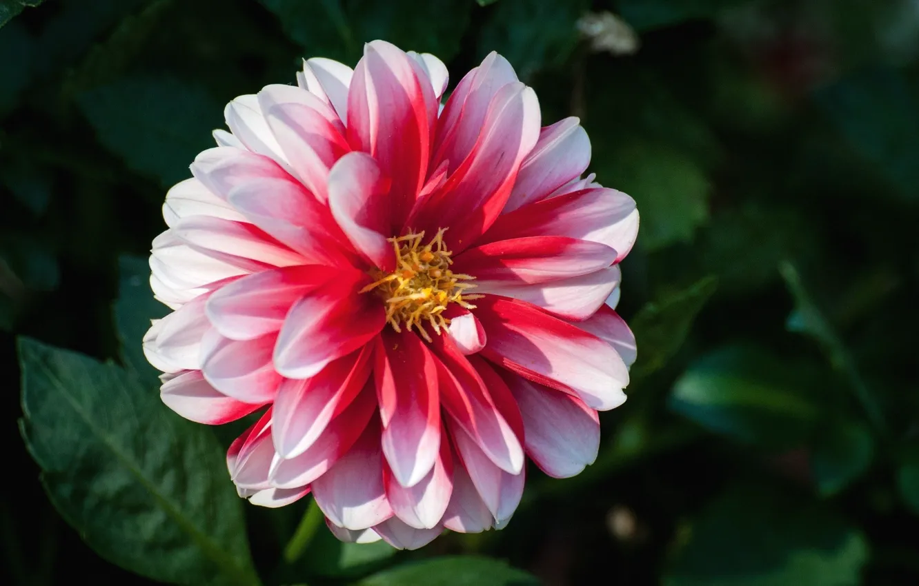 Photo wallpaper flowers, background, dahlias