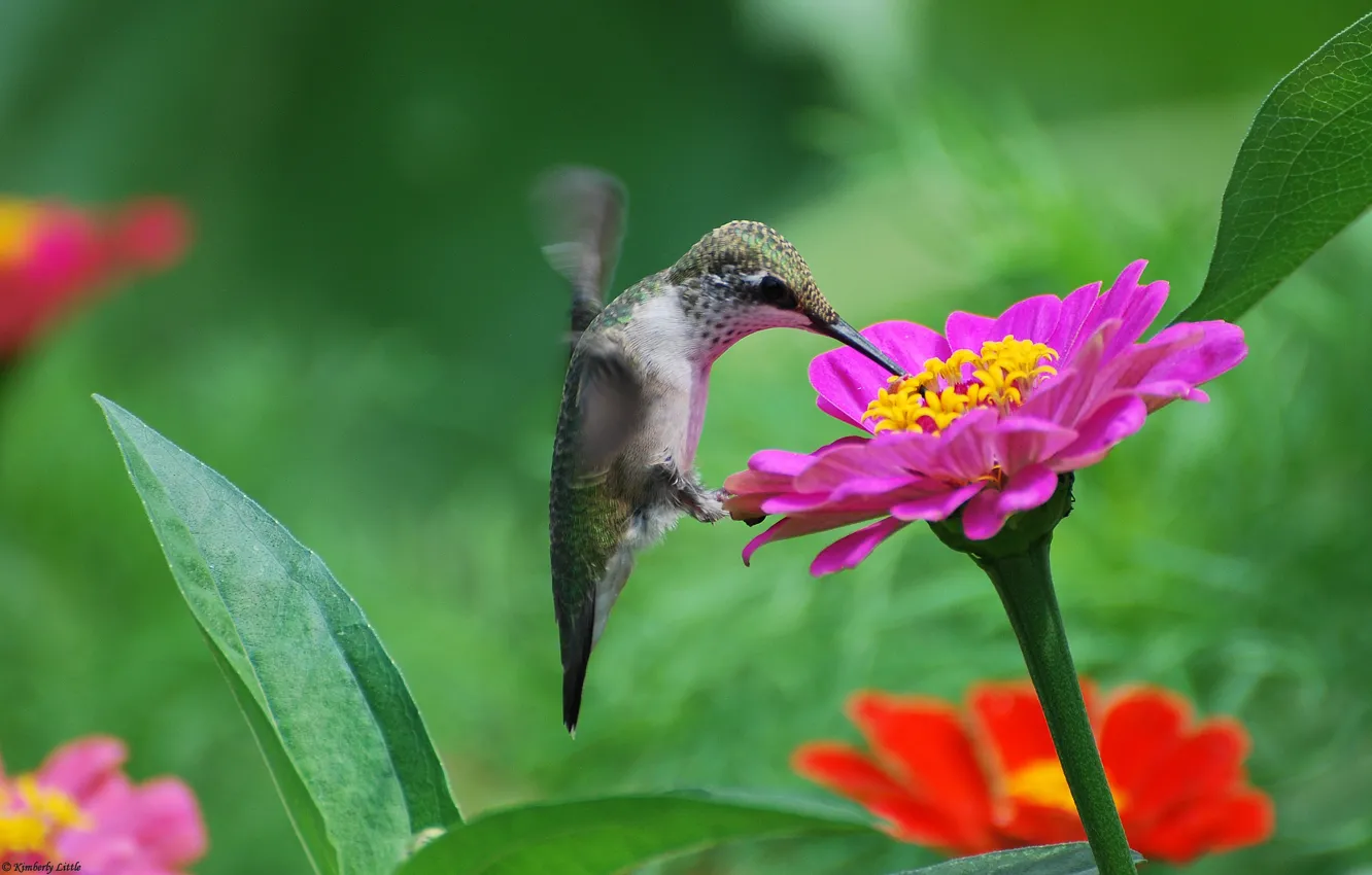 Photo wallpaper flowers, nectar, bird, Hummingbird, pink, tsiniya