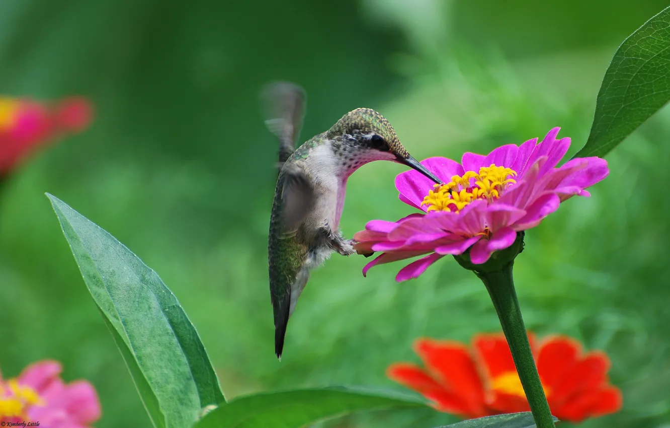 Photo wallpaper flowers, nectar, bird, pink, Hummingbird, tsiniya