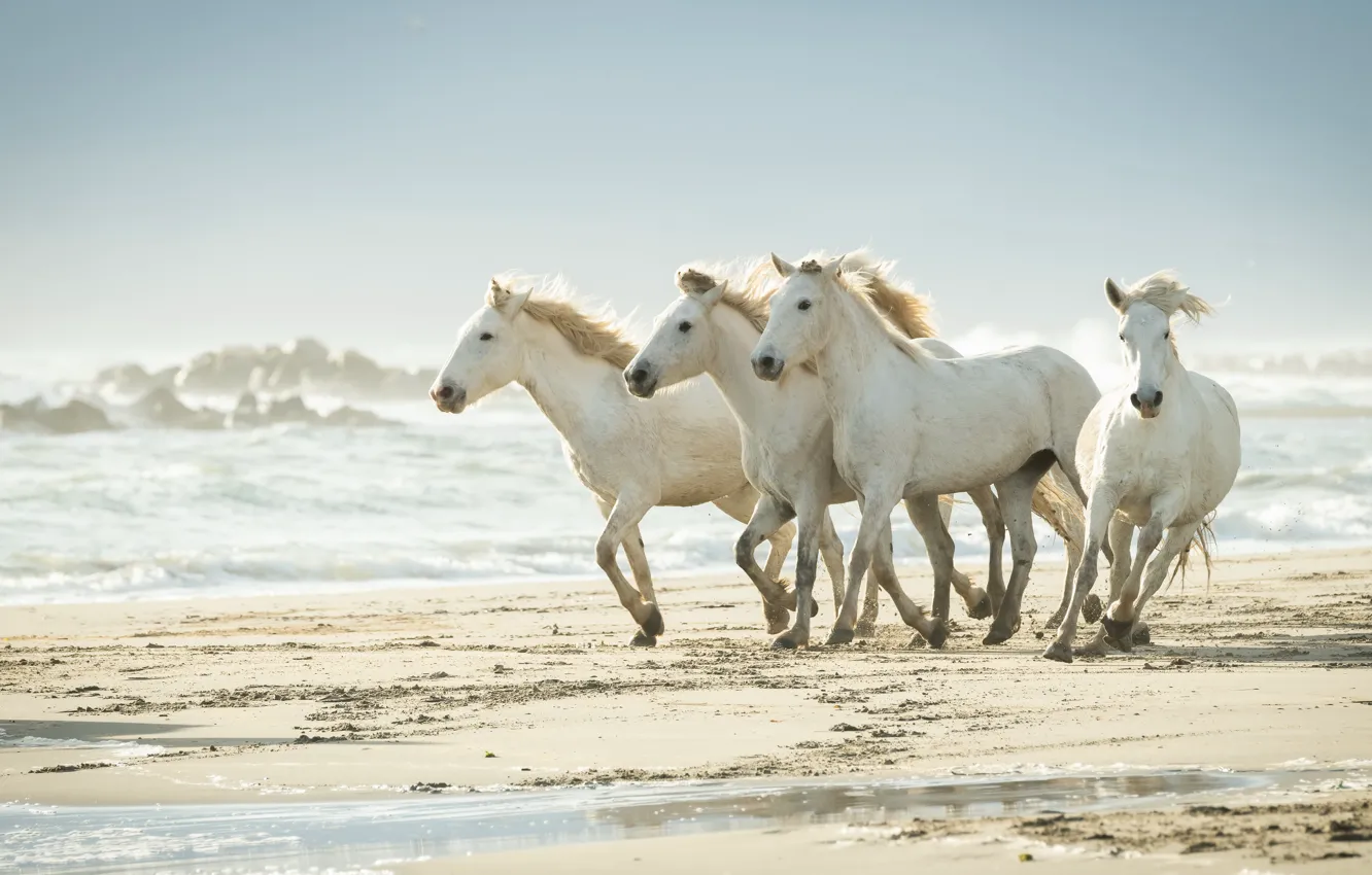 Photo wallpaper sea, shore, horses
