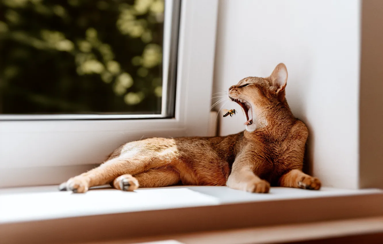 Photo wallpaper language, cat, cat, glass, light, pose, bee, window