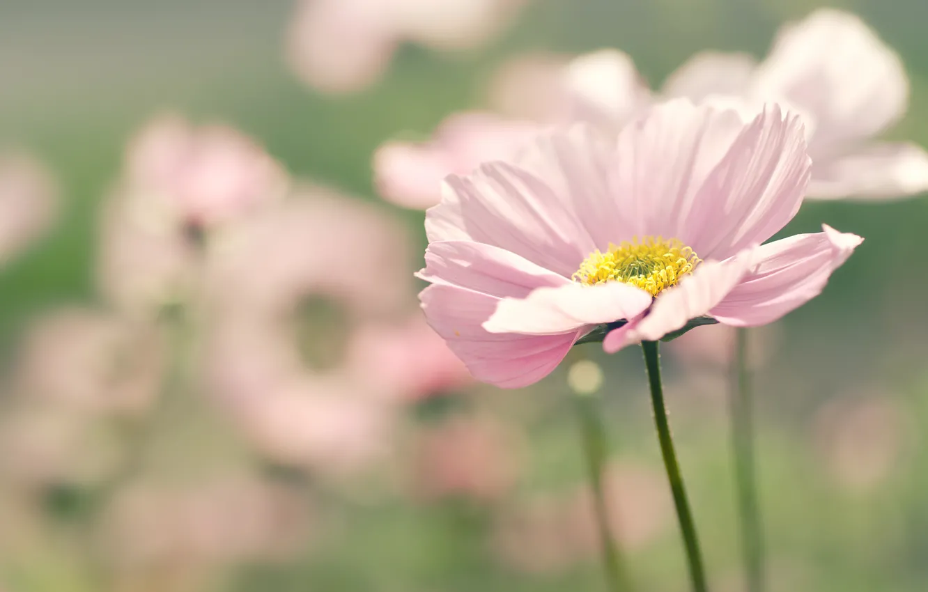 Photo wallpaper flower, summer, macro, flowers, nature, pink, focus, blur