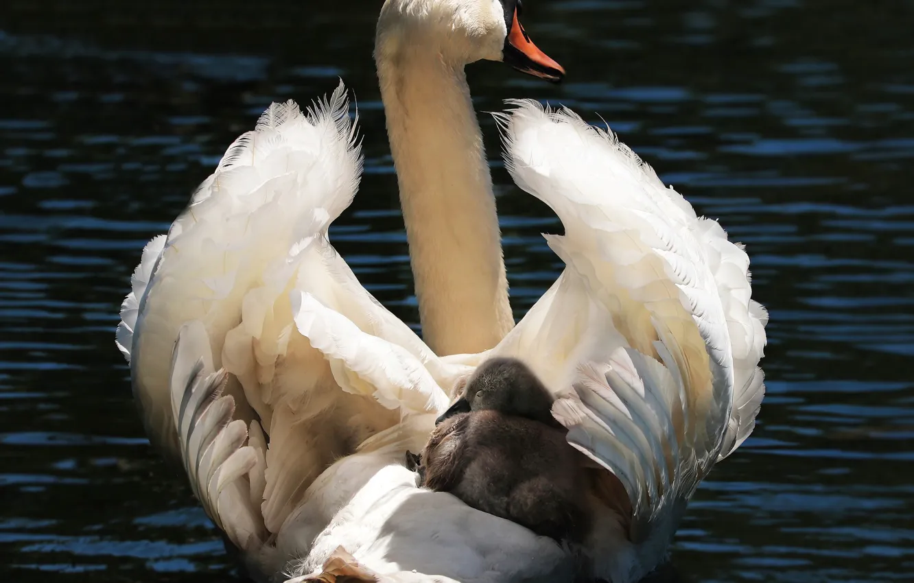 Photo wallpaper bird, baby, swans, mom