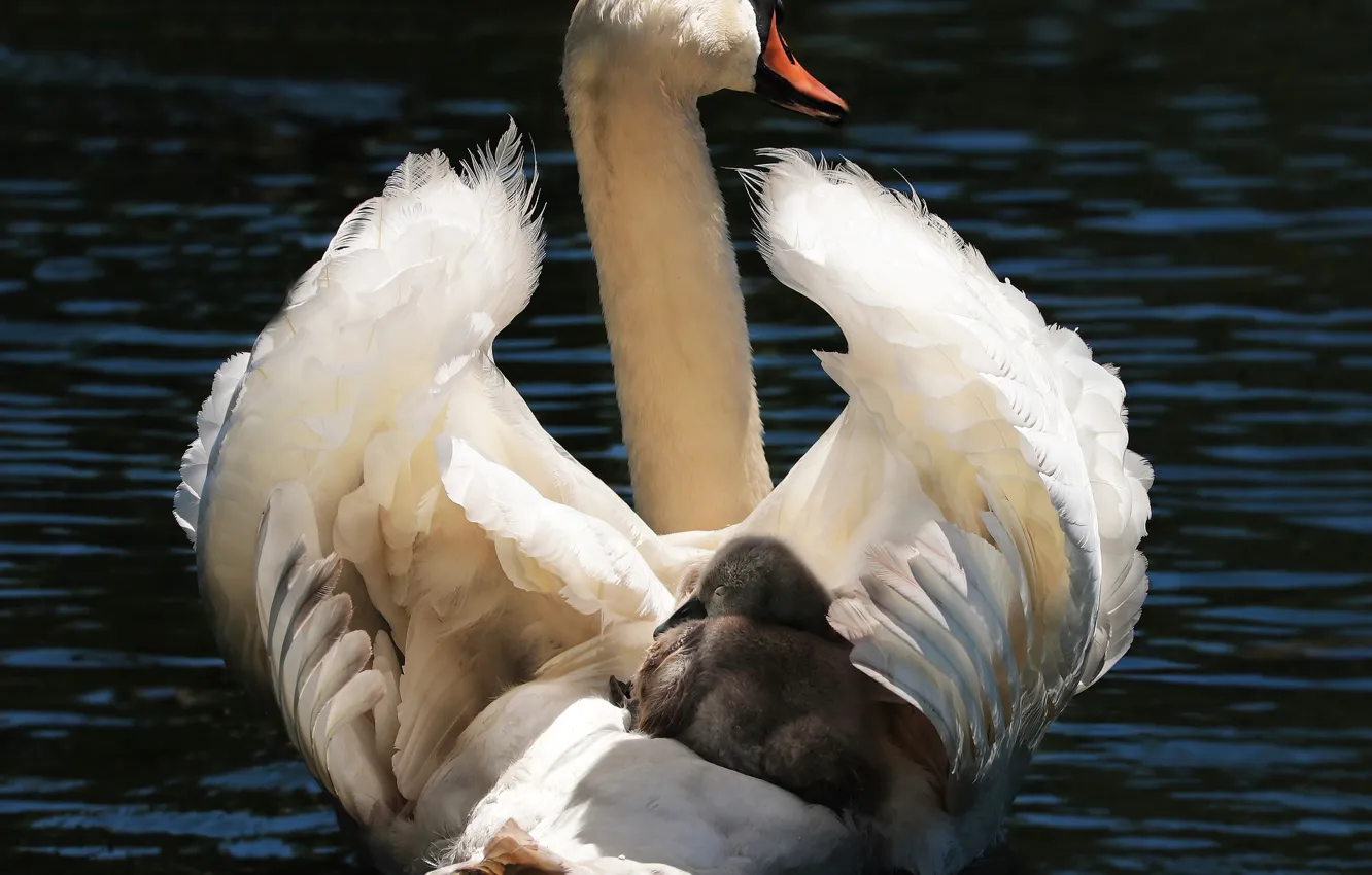 Photo wallpaper bird, Swan, baby, mom