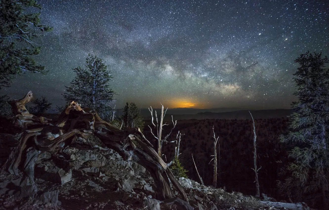 Photo wallpaper forest, stars, landscape, night, log, the milky way