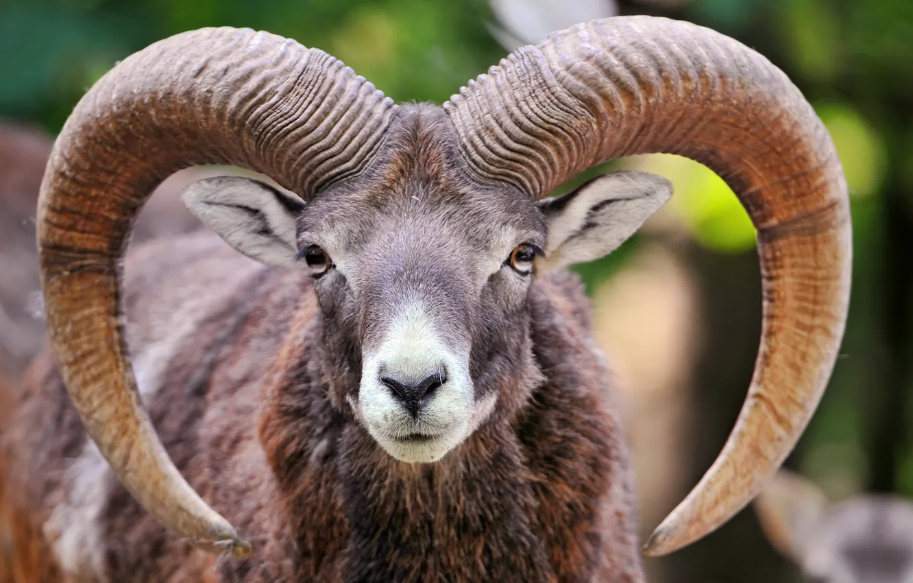 Photo wallpaper look, horns, mouflon