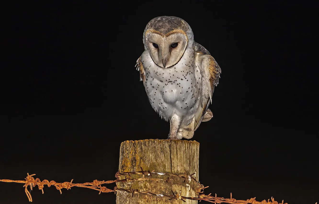 Photo wallpaper night, owl, hunting