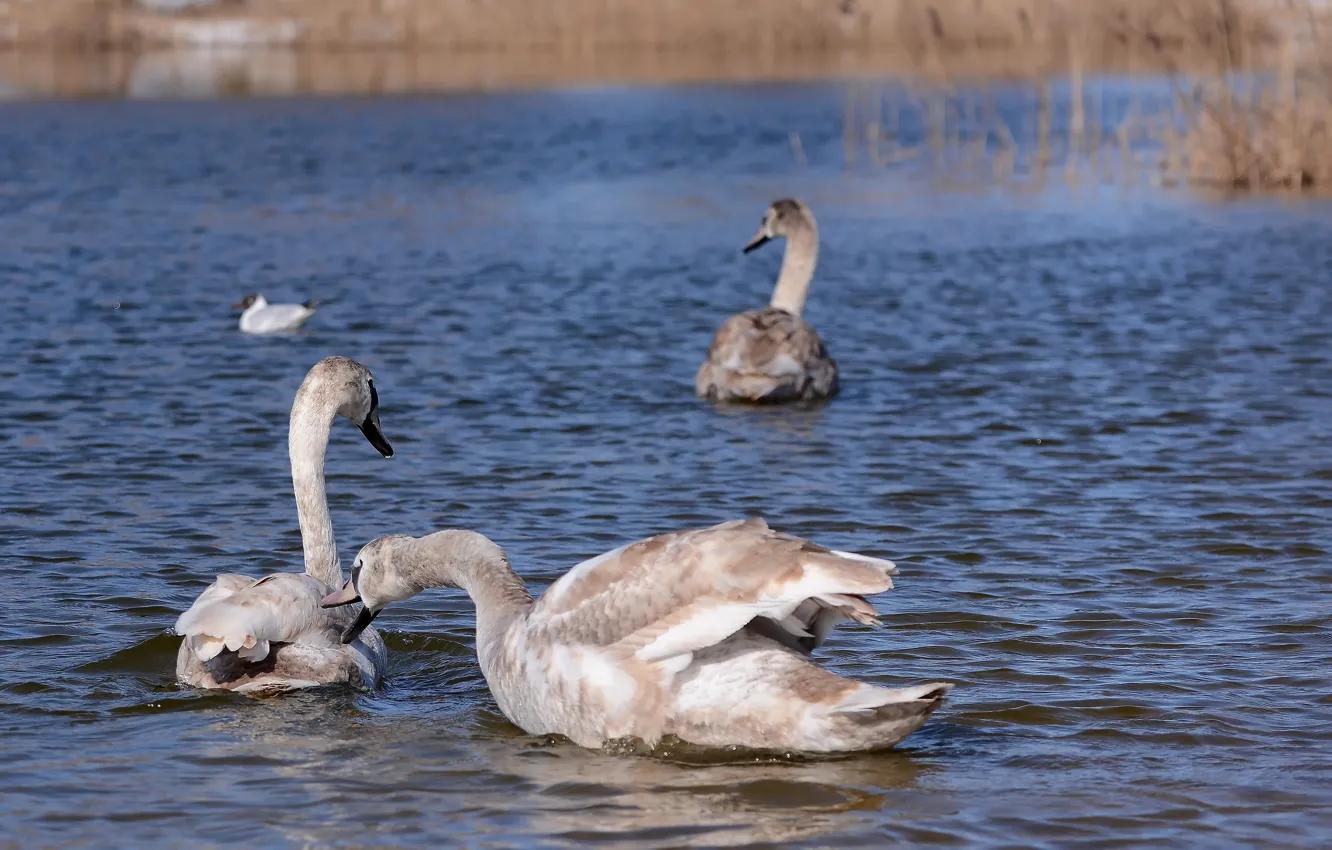 Photo wallpaper lake, spring, swans