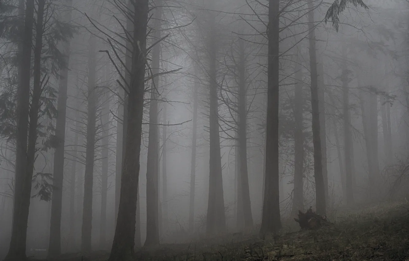Photo wallpaper forest, trees, nature, fog