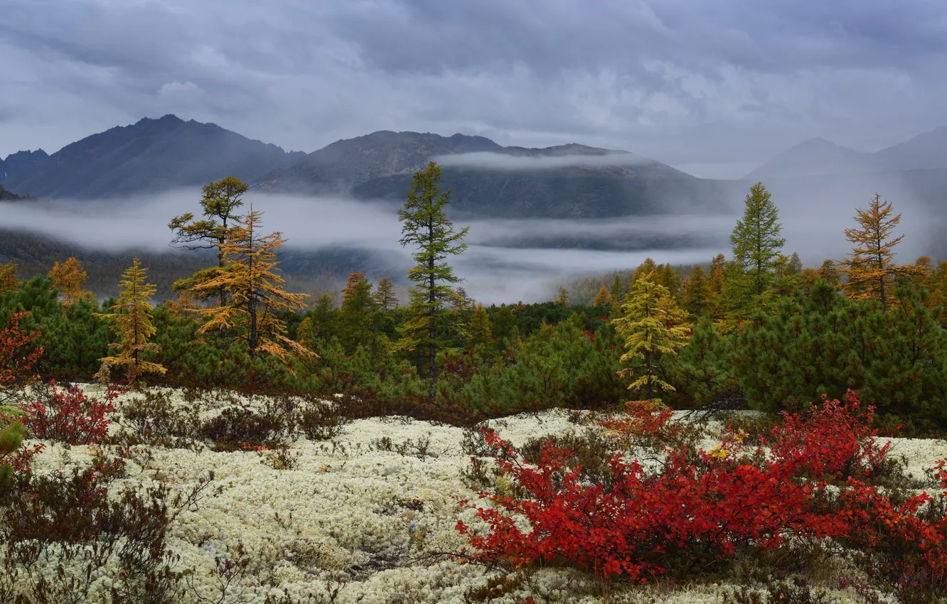 Photo wallpaper the sky, trees, mountains, clouds, nature, fog, rocks, Russia