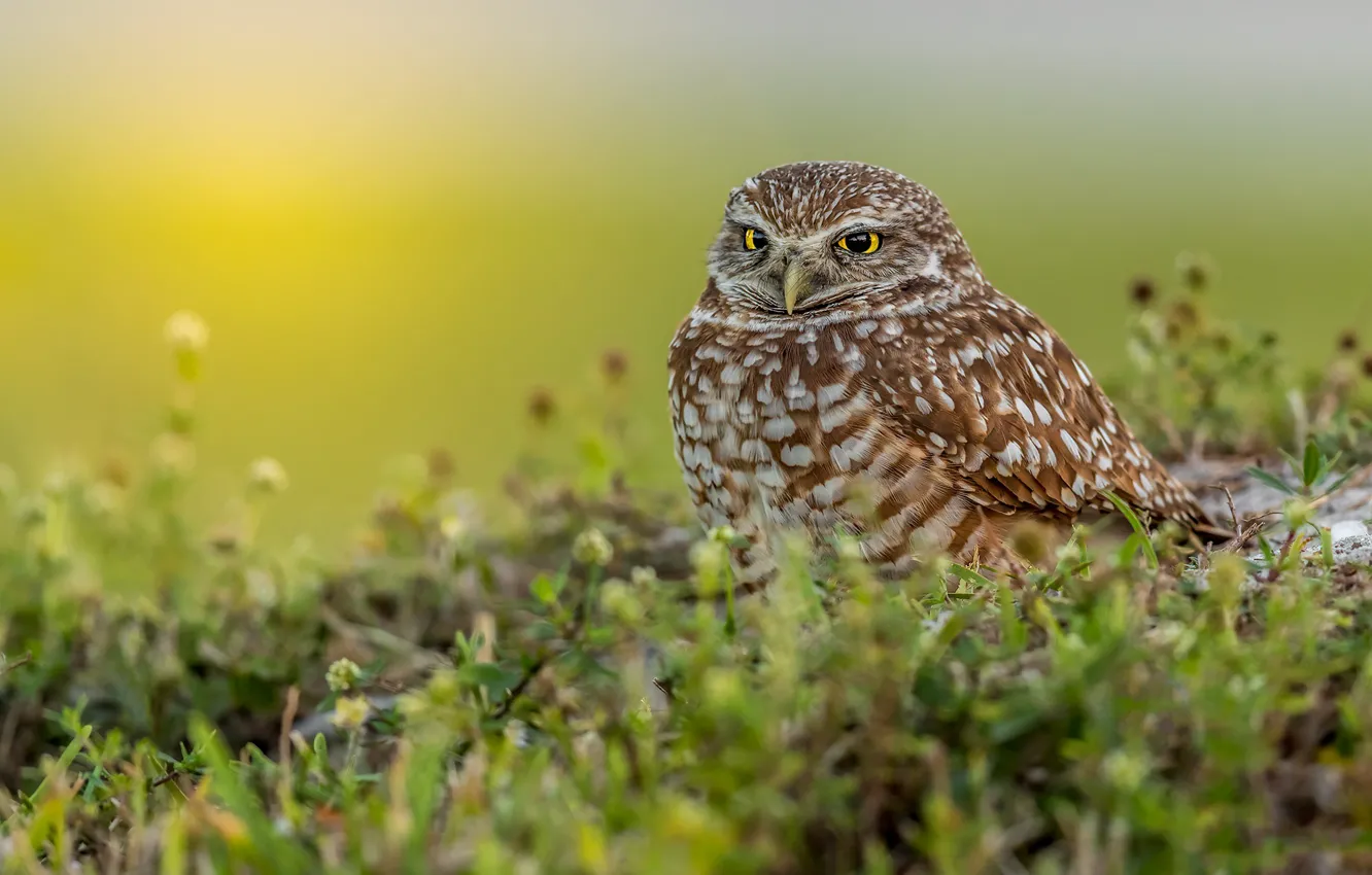 Photo wallpaper grass, look, owl, bird, owl, sychik