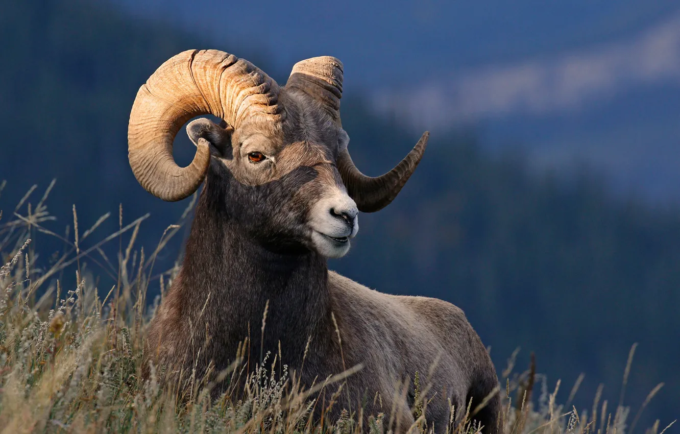 Photo wallpaper grass, nature, horns, desert bighorn sheep