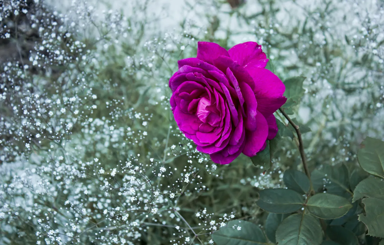 Photo wallpaper rose, garden, lilac, hot pink