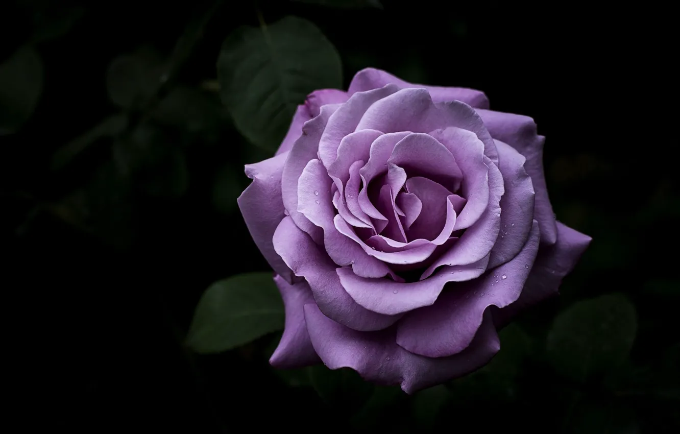 Photo wallpaper rose, petals, lilac