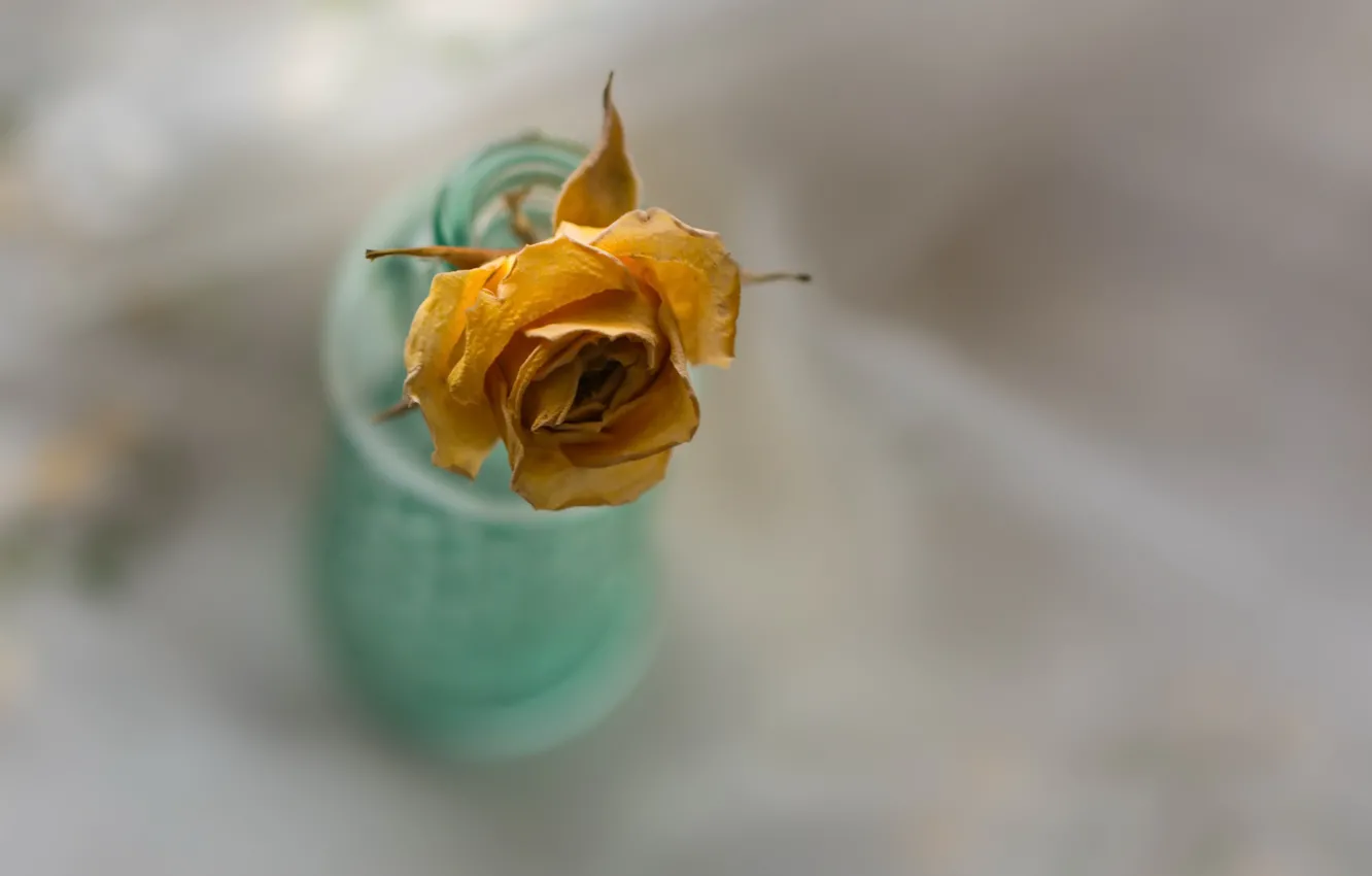 Photo wallpaper flower, rose, Bank