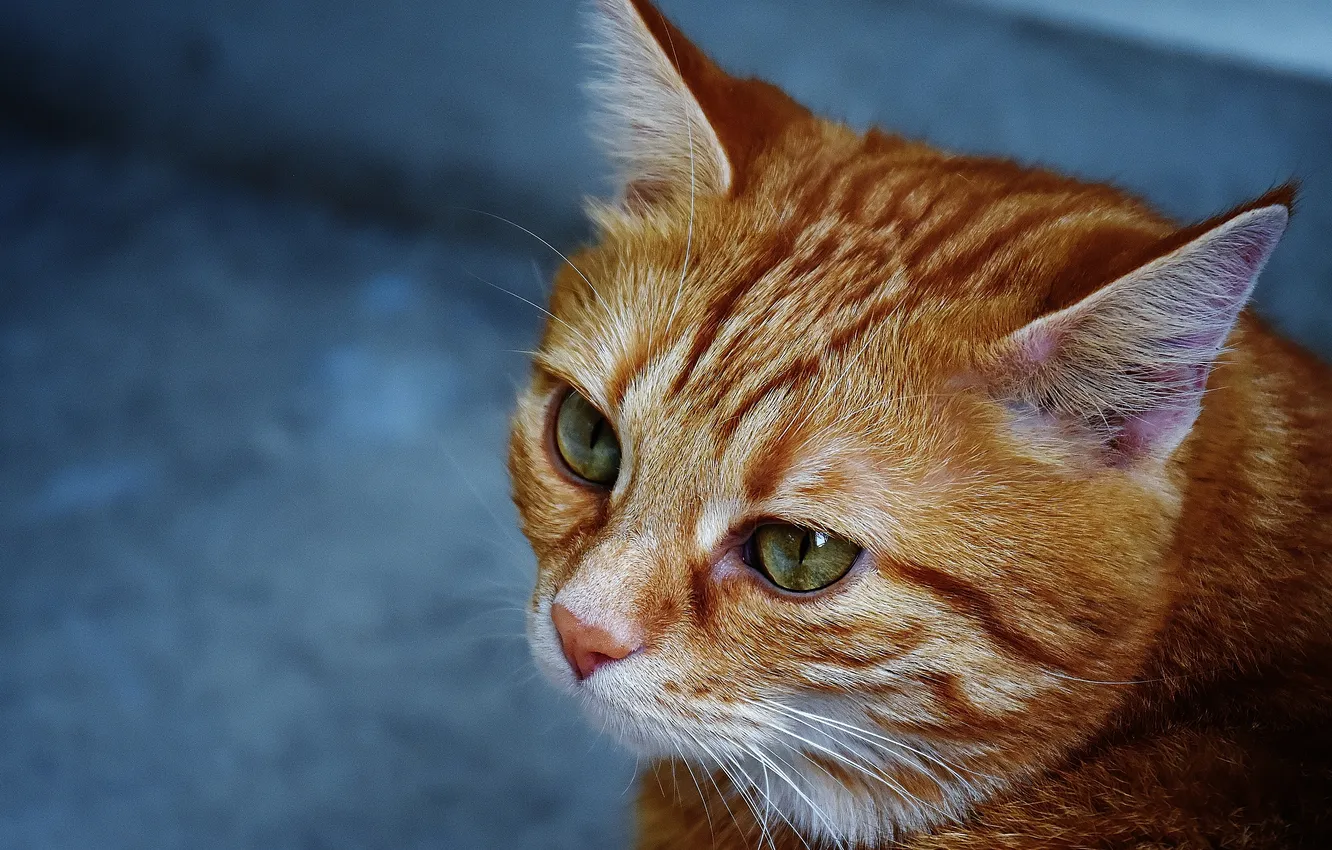Photo wallpaper cat, look, red, closeup