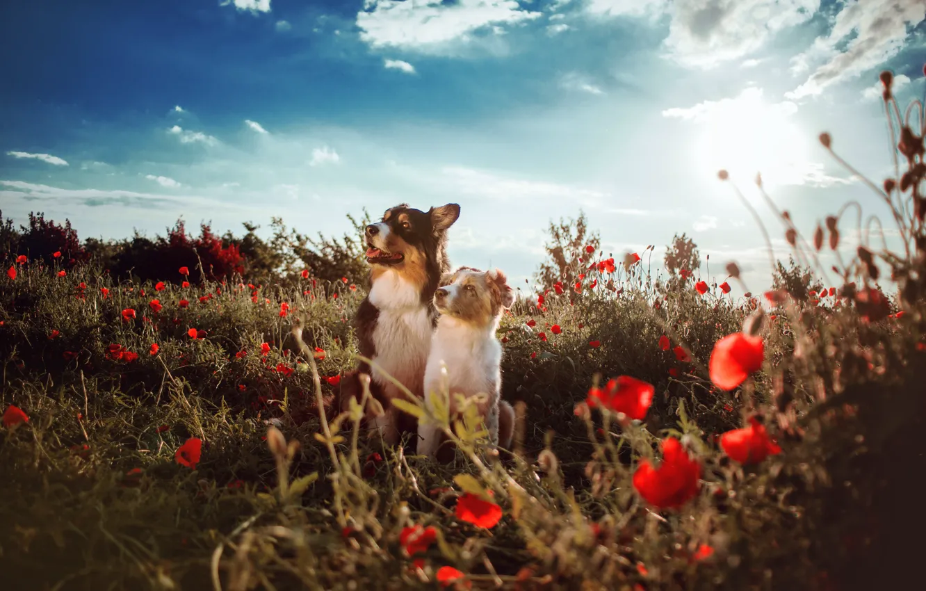Photo wallpaper dogs, look, flowers, nature, Maki, pair