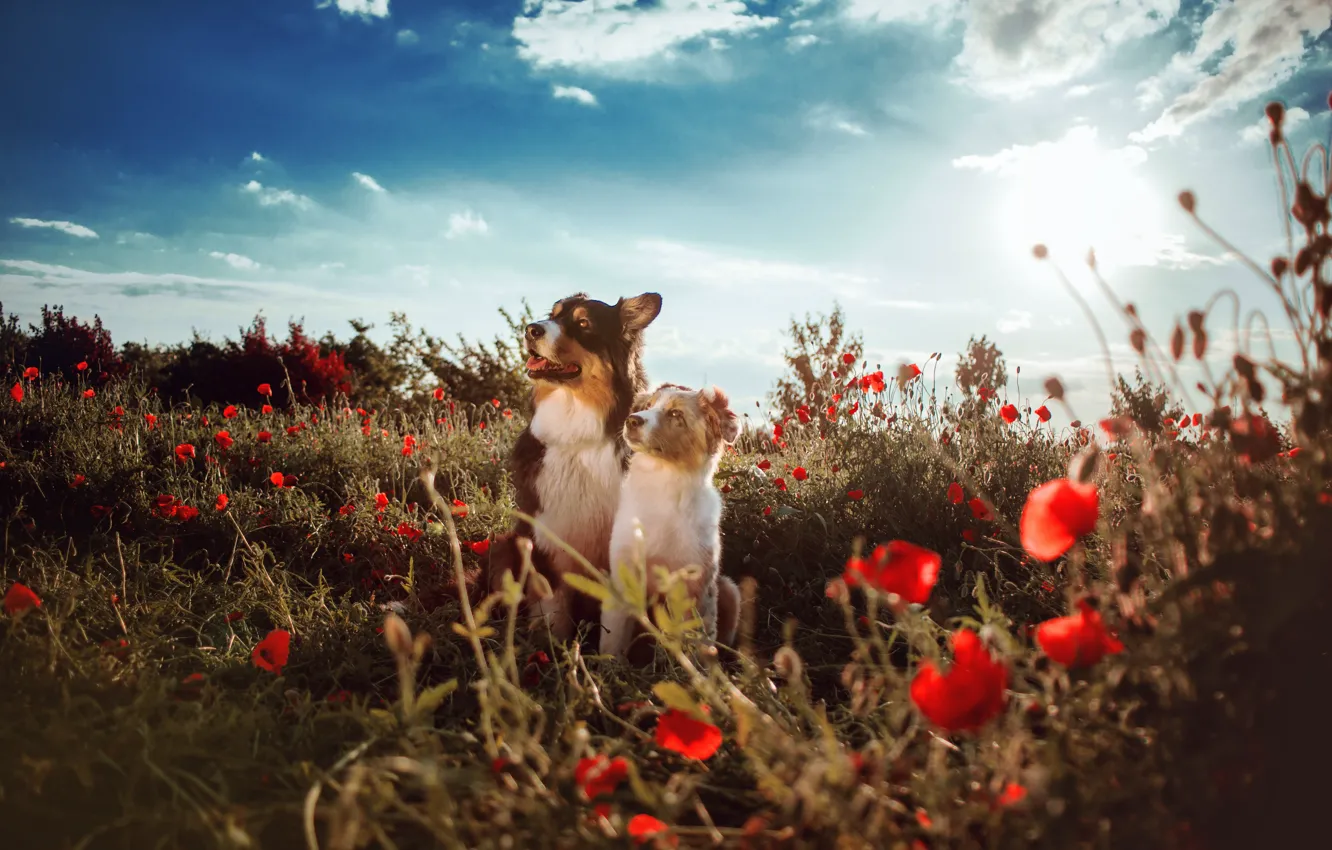 Photo wallpaper look, flowers, nature, Maki, dog, pair