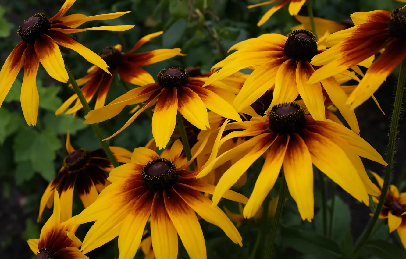 Photo wallpaper macro, flowers, orange, yellow, bright, the bushes, rudbeckia