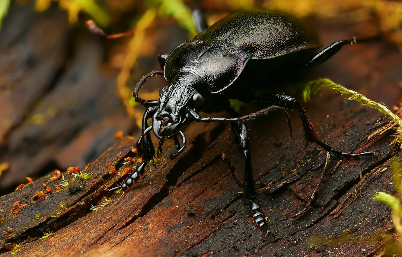 Photo wallpaper macro, background, tree, black, beetle, large, insect, bark