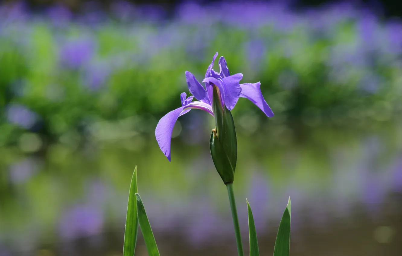 Photo wallpaper field, flowers, focus, lilac, iris