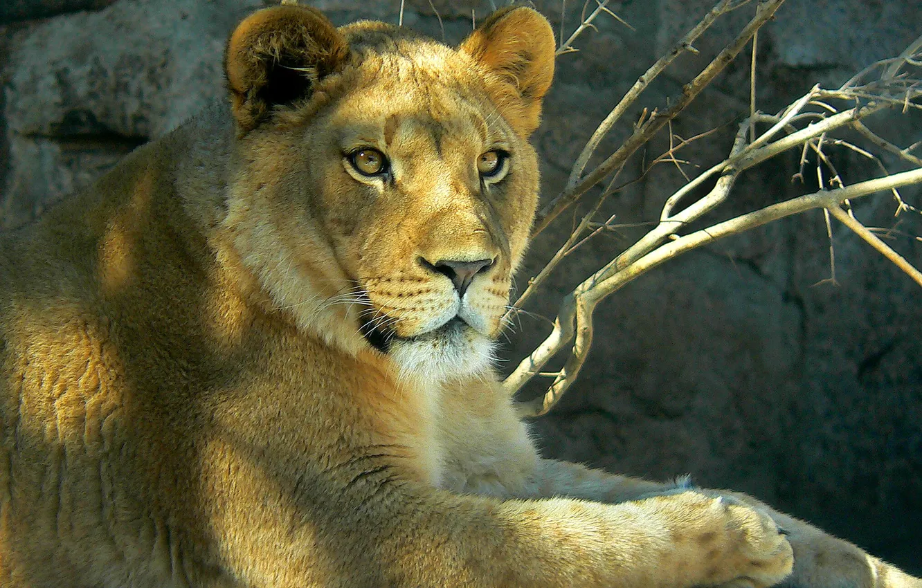 Photo wallpaper look, Leo, lioness, zoo