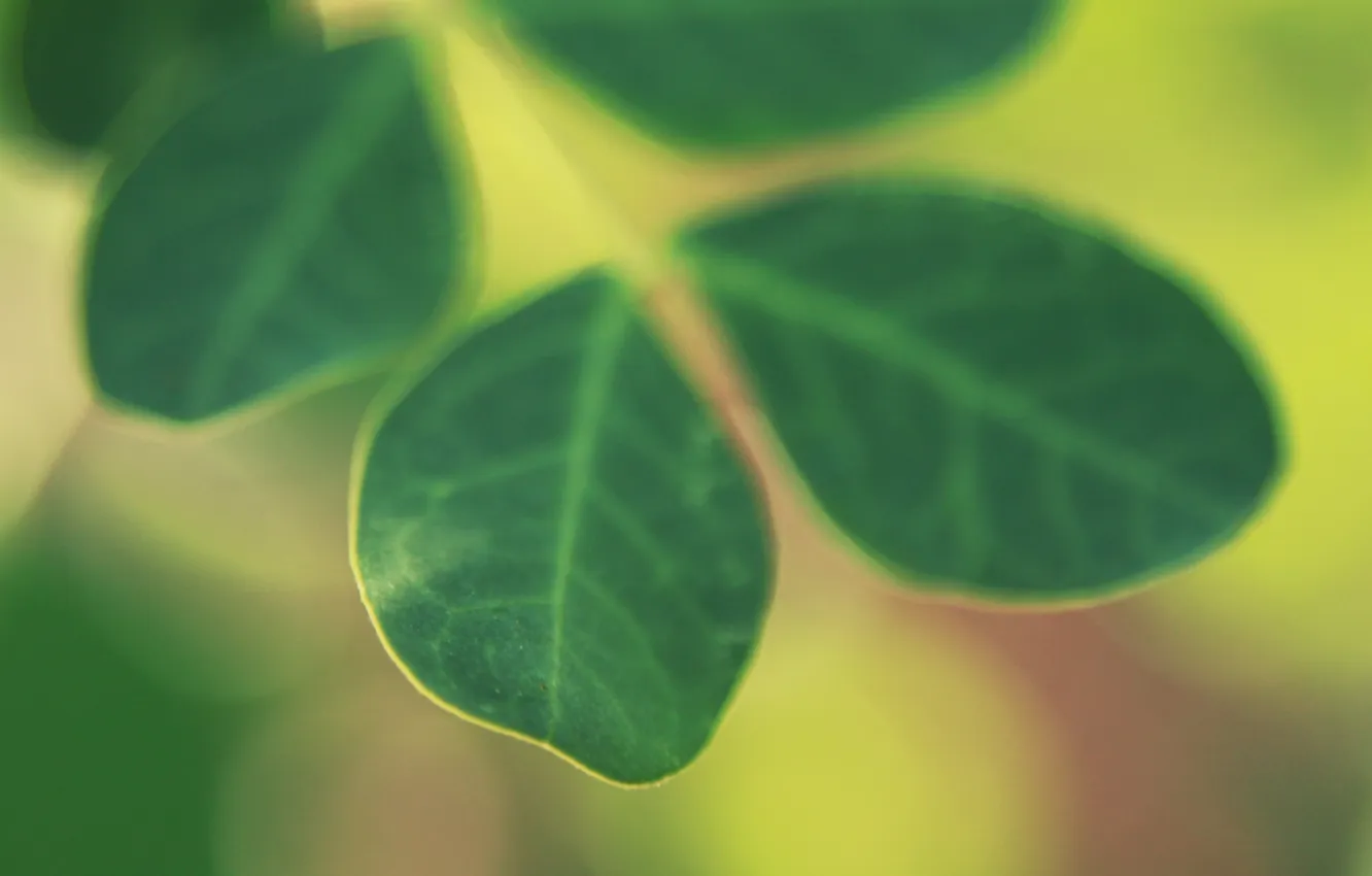 Photo wallpaper leaves, macro, green, color, focus, blur, leaves, plant. greens