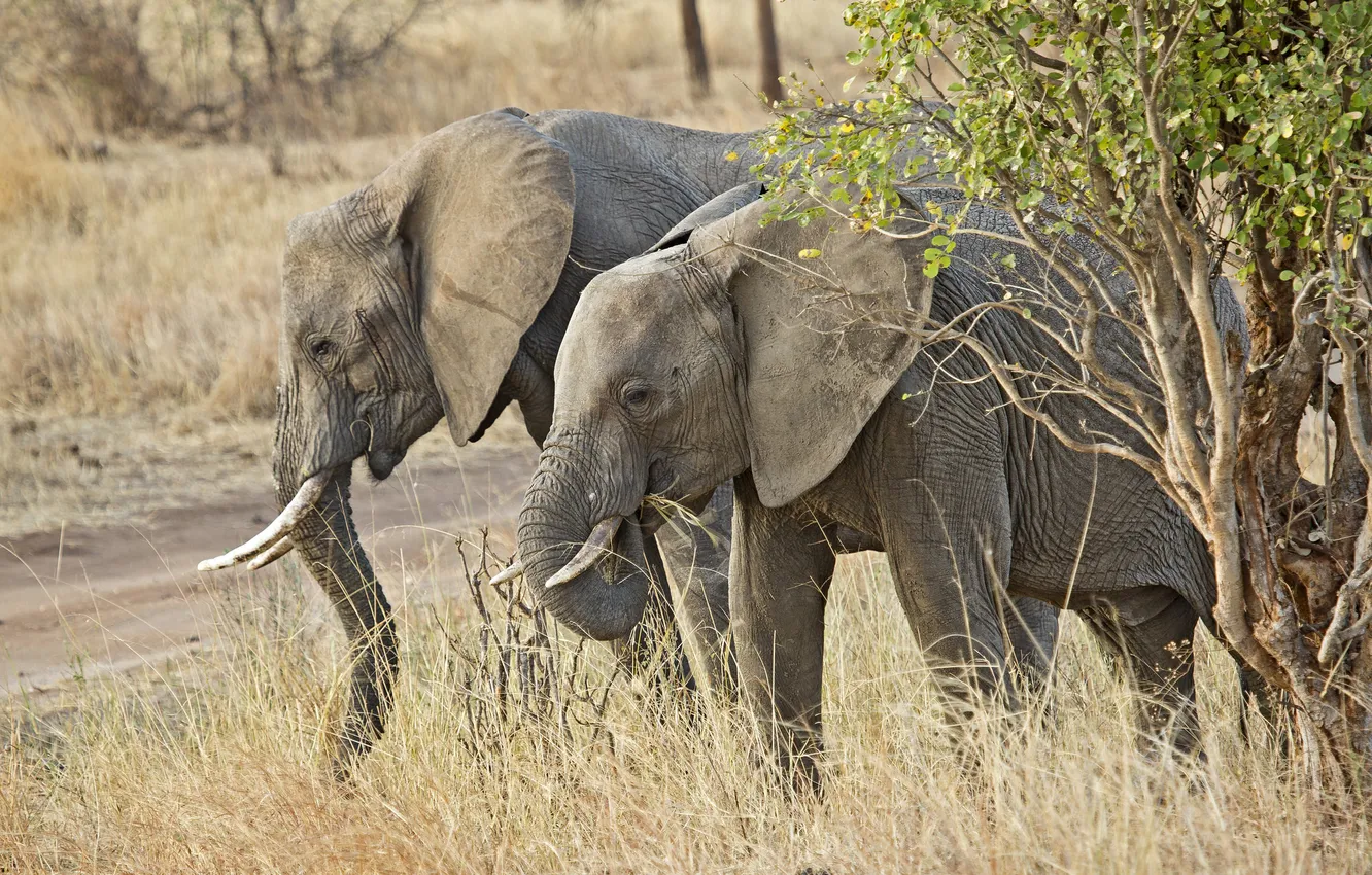 Photo wallpaper nature, Africa, elephants