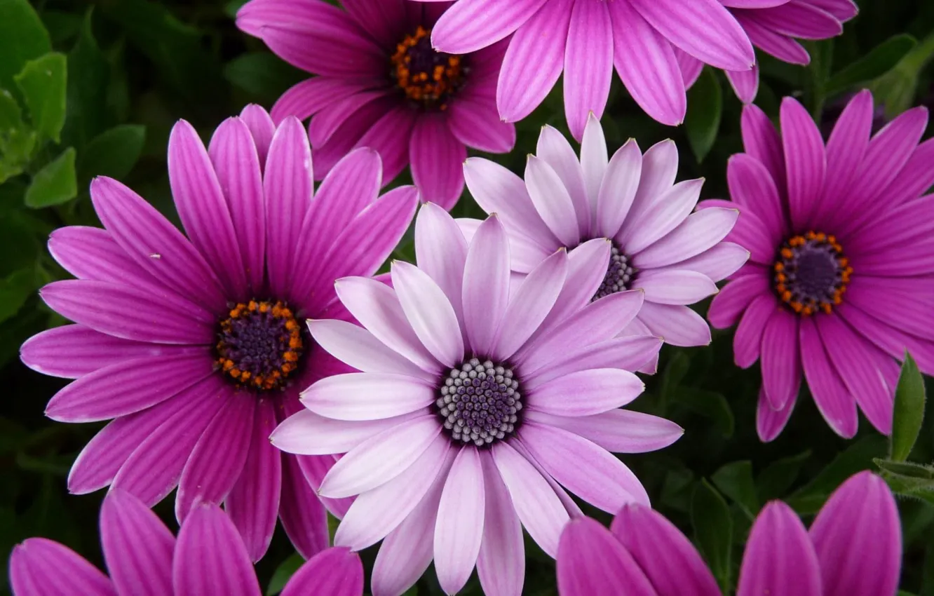 Photo wallpaper flowers, purple, pink