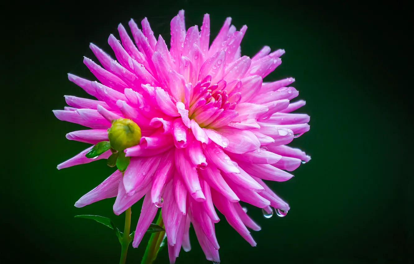 Photo wallpaper background, pink, dahlias, Rosa. drops