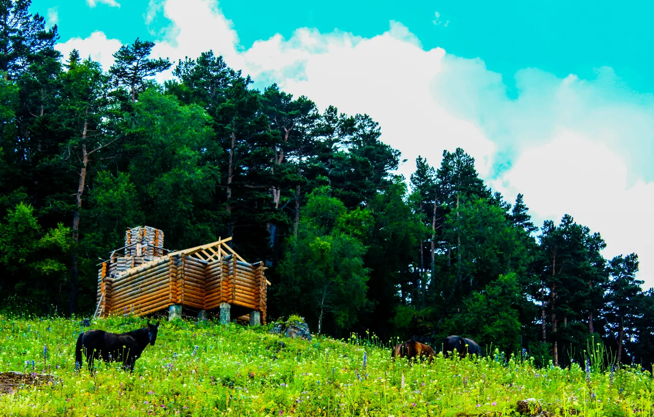 Photo wallpaper grass, mountains, nature, horse, home, pine, frame