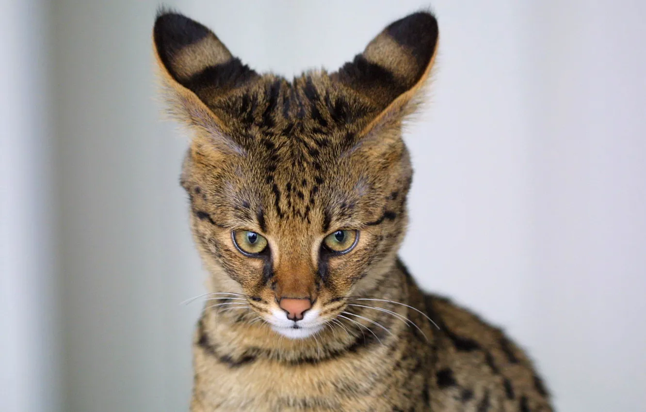 Photo wallpaper cat, predator, color, ears, wild