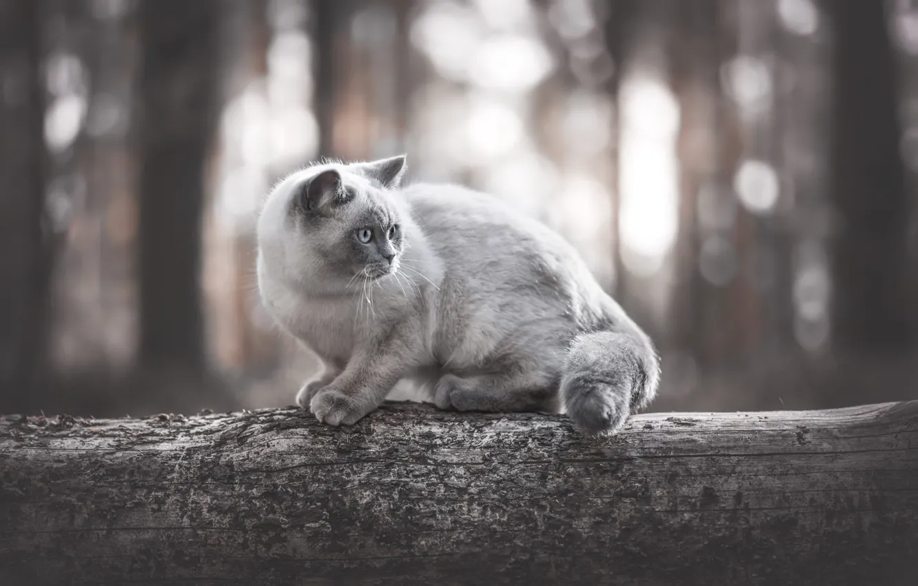 Photo wallpaper forest, cat, cat, light, trees, nature, pose, grey