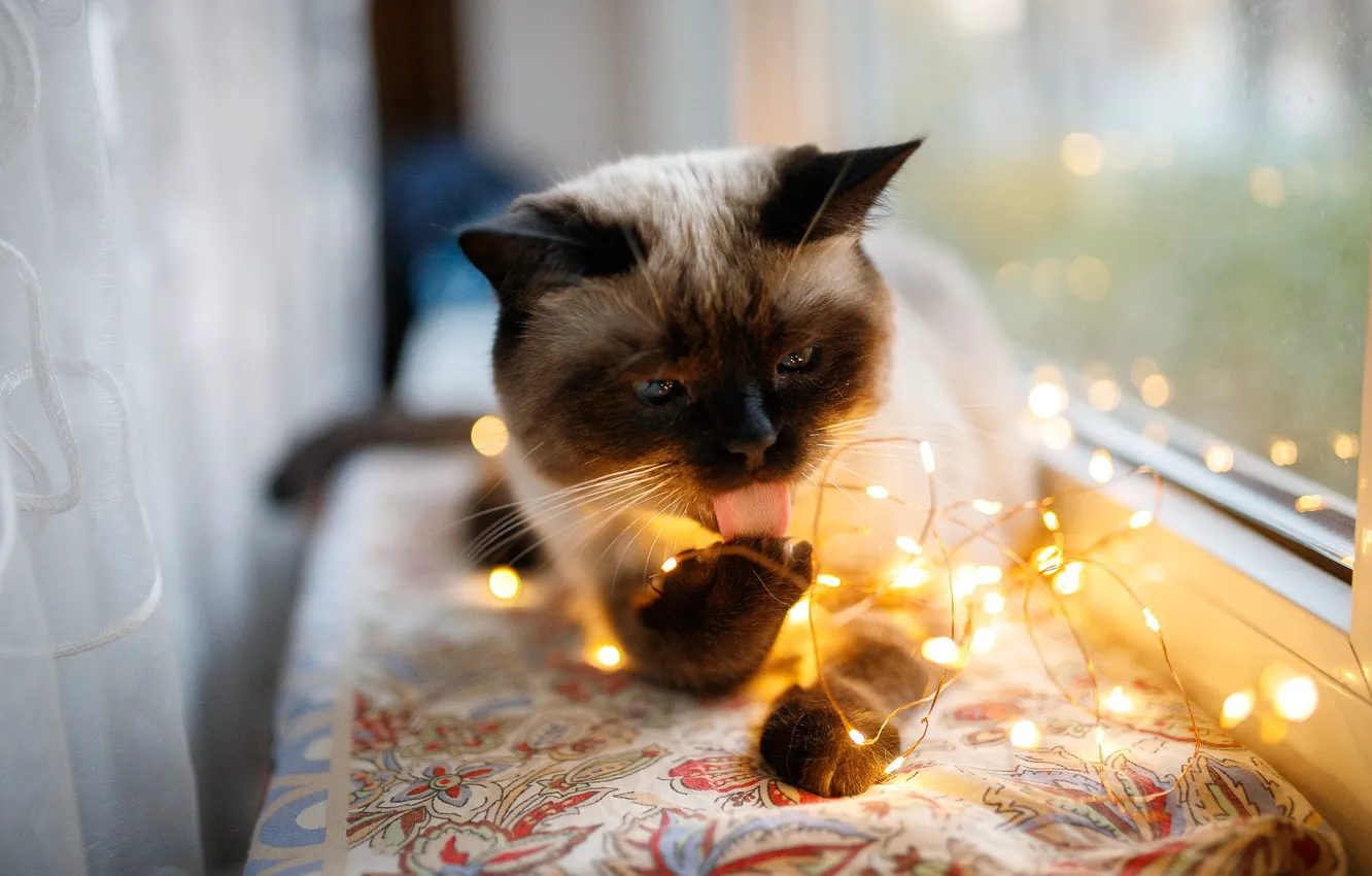 Photo wallpaper cat, cat, look, light, window, garland, light bulb, Siamese