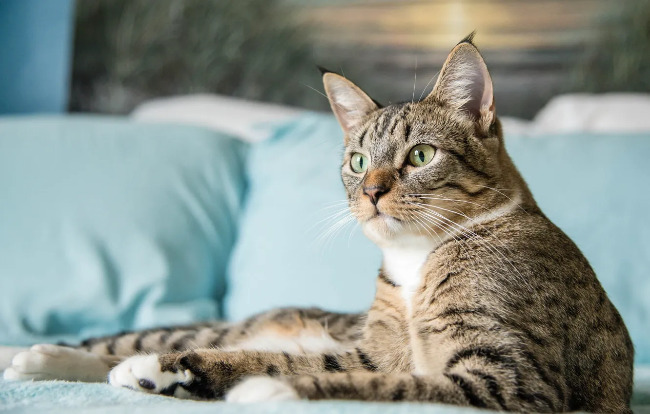 Photo wallpaper cat, cat, look, pose, comfort, grey, background, bed