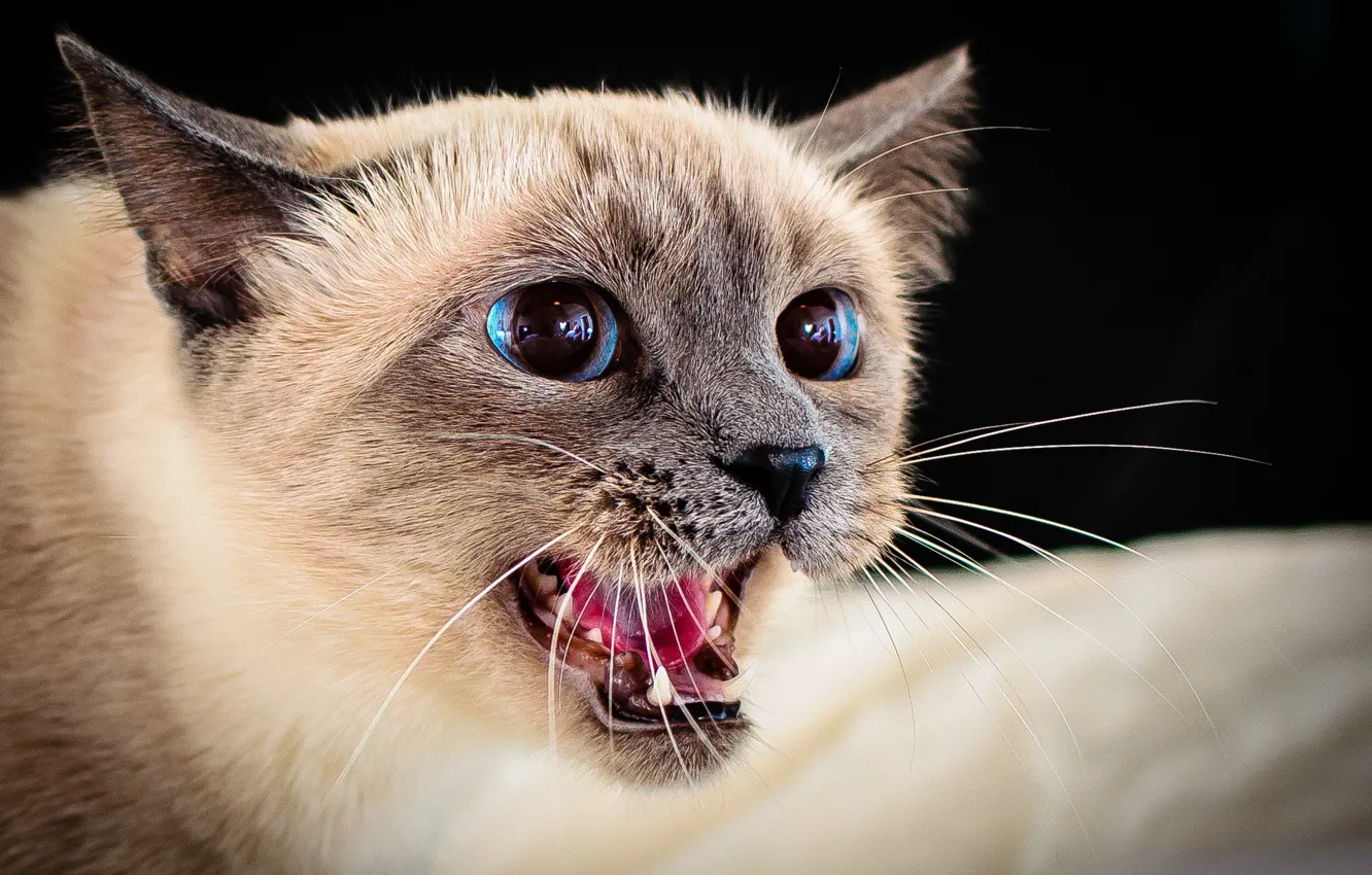 Photo wallpaper cat, portrait, Siamese, sizzle