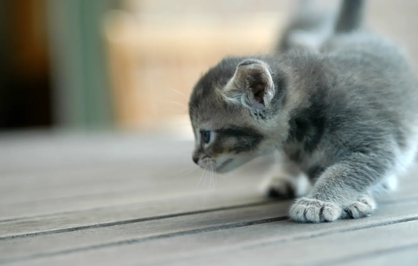 Photo wallpaper kitty, grey