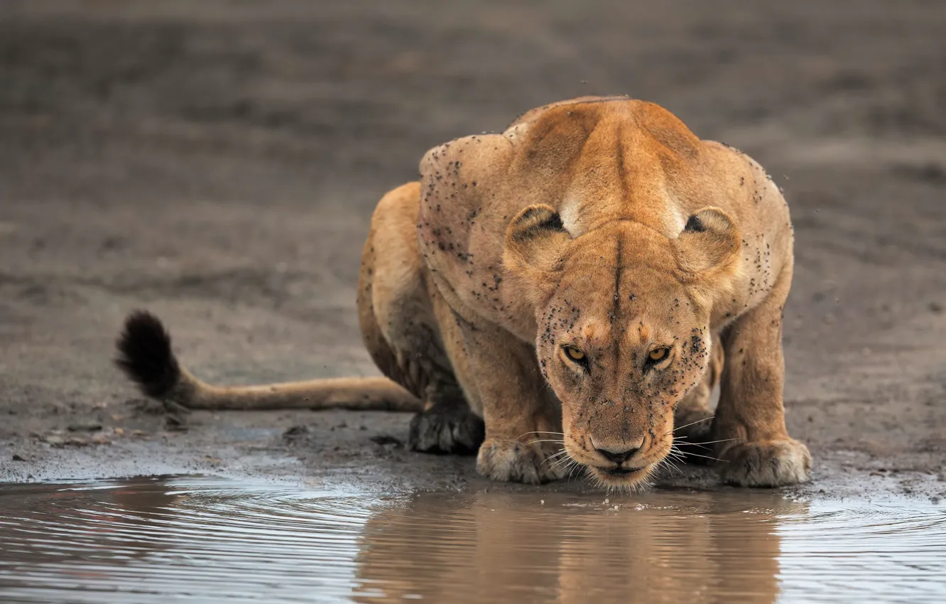 Photo wallpaper pose, thirst, shore, lioness, drink, pond, lapping, drinking water