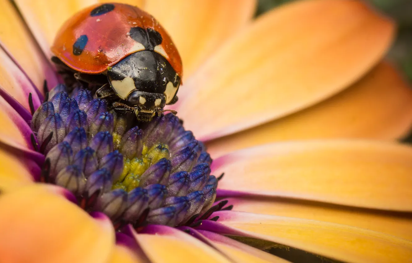 Photo wallpaper flowers, ladybug, petals, insect